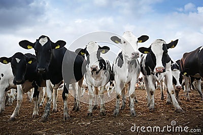Pretty cows in cattle pen on farm. Animal husbandry Stock Photo