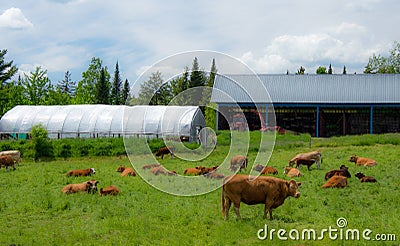 Pretty cows with their calves on the farm Stock Photo