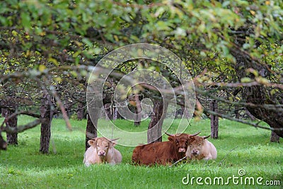 Pretty cows in an undergrowth Stock Photo