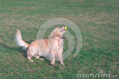 Pretty crazy golden retriver plays and jumps on the grass in the green grass Stock Photo