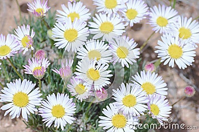 Pretty Daisy or Pretty Fleabane Erigeron bellidiastrum Stock Photo