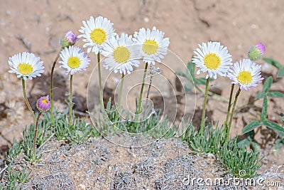 Pretty Daisy or Pretty Fleabane Erigeron bellidiastrum Stock Photo