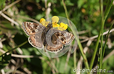 A stunning Dingy Skipper Butterfly Erynnis tages nectaring on a Bird`s-foot-trefoil flower Lotus corniculatus. Stock Photo