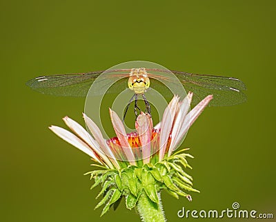 pretty dragonfly macro photo Stock Photo