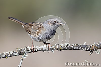A pretty Dunnock, Prunella modularis, perched on a dry branch Stock Photo