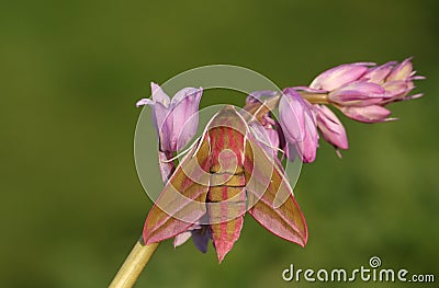 A beautiful Elephant Hawk-moth Deilephila elpenor perching on a pink bluebell wildflower. Stock Photo