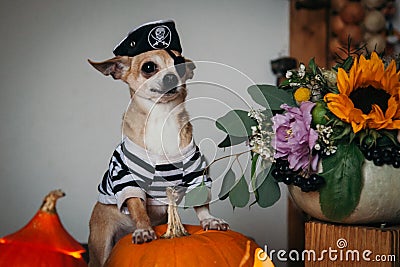 Pretty eyeless pirat chihuahua on Haloween costume party Stock Photo