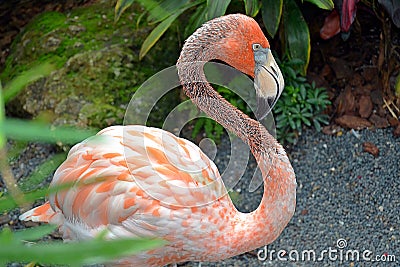 Pretty flamingo Stock Photo