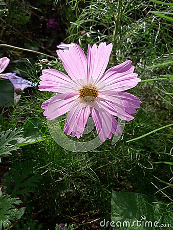 Pretty flower Stock Photo