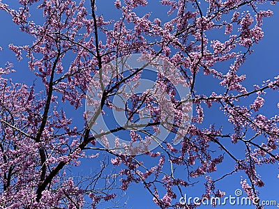 Pretty Flowering Eastern Redbud Tree in April in Spring Stock Photo