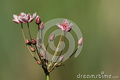 A stunning Flowering Rush Butomus umbellatus growing at the edge of a pond. Stock Photo