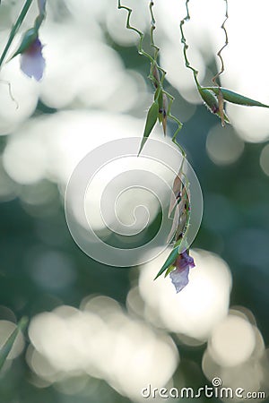 Pretty flowering water plants hanging down after a hard rain, in a blurry bokeh garden background. Stock Photo