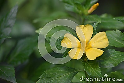 Pretty Flowering Yellow Flower Blossom in a Garden Stock Photo