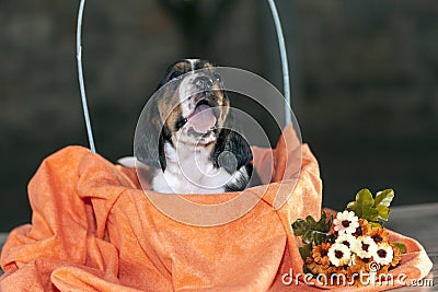 Pretty and gently Basset hound puppy Stock Photo