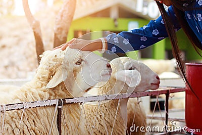 Pretty girl be kind to animals,girl have mercy to sheep Stock Photo