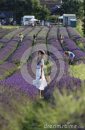 Pretty girl in a lavender field Editorial Stock Photo