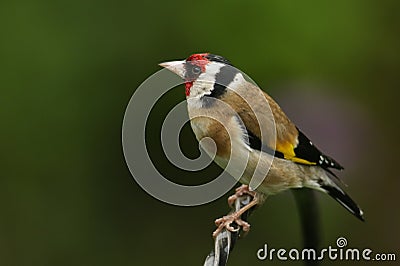 A pretty Goldfinch, Carduelis carduelis, perched on a metal post. Stock Photo