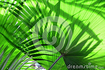 Stunning detail of bright green fern plants with sunlight playing with shadows Stock Photo