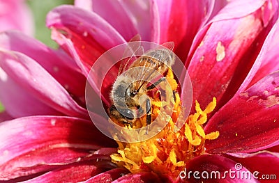 A pretty Honey Bee Apis mellifera nectaring on a Dahlia flower. Stock Photo