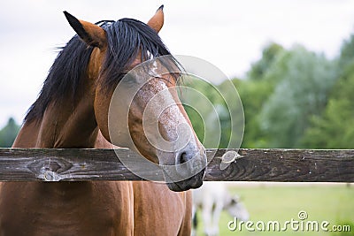 Pretty horse on a farm Stock Photo