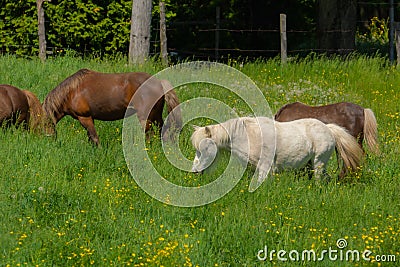 Pretty horses on a Canadian farm Stock Photo