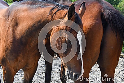 Pretty horses in a Quebec farm in Canadian Stock Photo