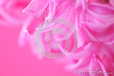 Pretty hyacinth background Stock Photo