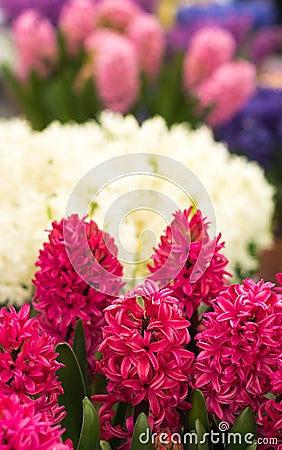 Pretty hyacinth flowers composition, cheerful spring bouquet made by florist Stock Photo