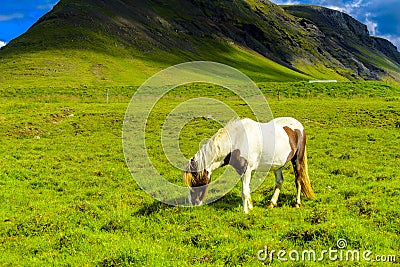 Pretty Icelandic horses grazing Stock Photo