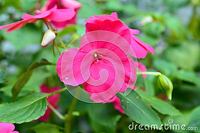 Pretty Impatient Flower Blooming Stock Photo