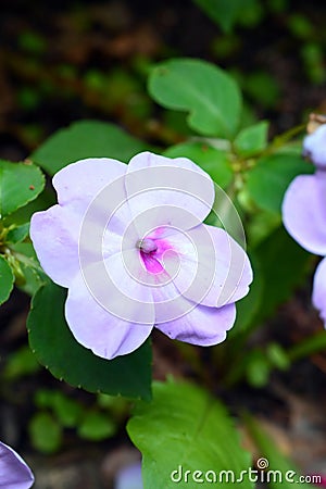 Pretty Impatient Flower Blooming Stock Photo