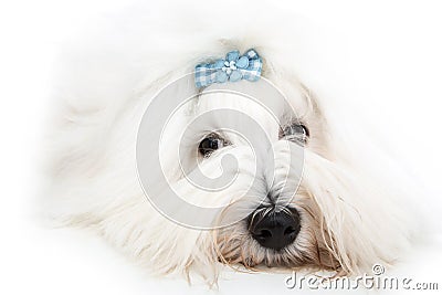 Pretty isolated young Cotton de Tulear whelp wearing blue ribbon Stock Photo