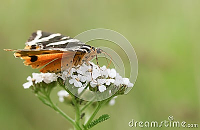 A pretty Jersey Tiger Moth Euplagia quadripunctaria f.lutescens nectaring on a Yarrow flower. Stock Photo