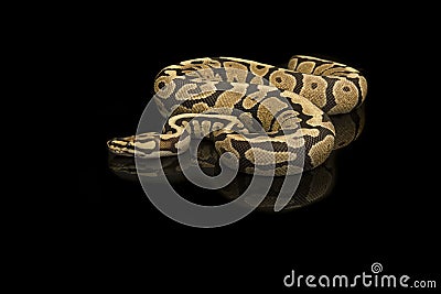 Pretty king python snake on a black background with reflection Stock Photo