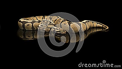 Pretty king python snake on a black background with reflection Stock Photo