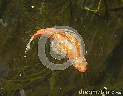 Pretty large golden Carassius swimming in a pond of sweet water. Stock Photo