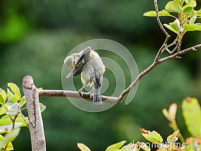 Blue tit on a twig Stock Photo