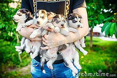 Pretty little husky puppy outdoor in hands Stock Photo