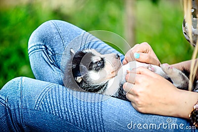 Pretty little husky puppy outdoor in womans hands Stock Photo