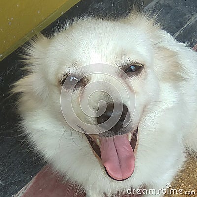 Pretty little white dog Head . It is very calm. Stock Photo