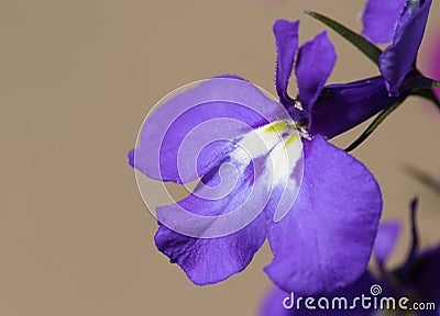 A pretty Lobelia flower growing in a garden in the UK. Stock Photo