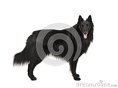 Pretty long haired black belgian shepherd dog called groenendaeler seen from the side standing, looking at the camaera isolated o Stock Photo