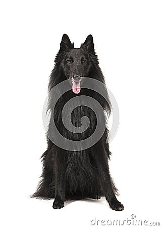 Pretty long haired black belgian shepherd dog called groenendaeler sitting and looking at the camaera isolated on a white Stock Photo