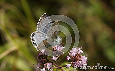 A stunning male Chalk Hill Blue Butterfly Polyommatus coridon nectaring on a Marjoram flower. Stock Photo