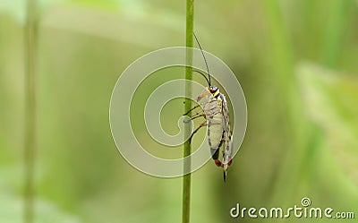 A stunning male Scorpion Fly Panorpa communis perching on a plant stem. Stock Photo