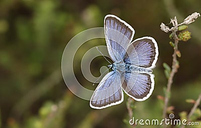 A stunning male Silver-studded Blue Butterfly Plebejus argus perching on heather with its wings open. Stock Photo
