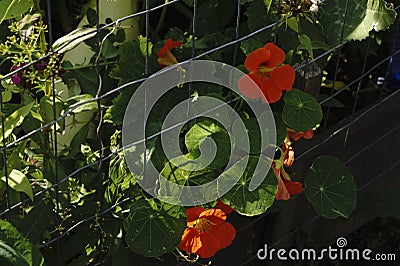 Pretty manicured flower garden with colorful azaleas. Stock Photo