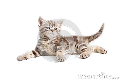 Pretty marmoreal british kitten lying Stock Photo