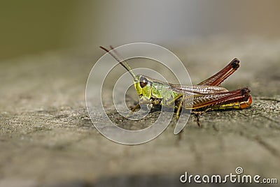 A pretty Meadow Grasshopper, Chorthippus parallelus, perching on wooden post. Stock Photo