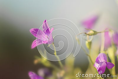 Pretty meadow purple flowers bluebells Stock Photo